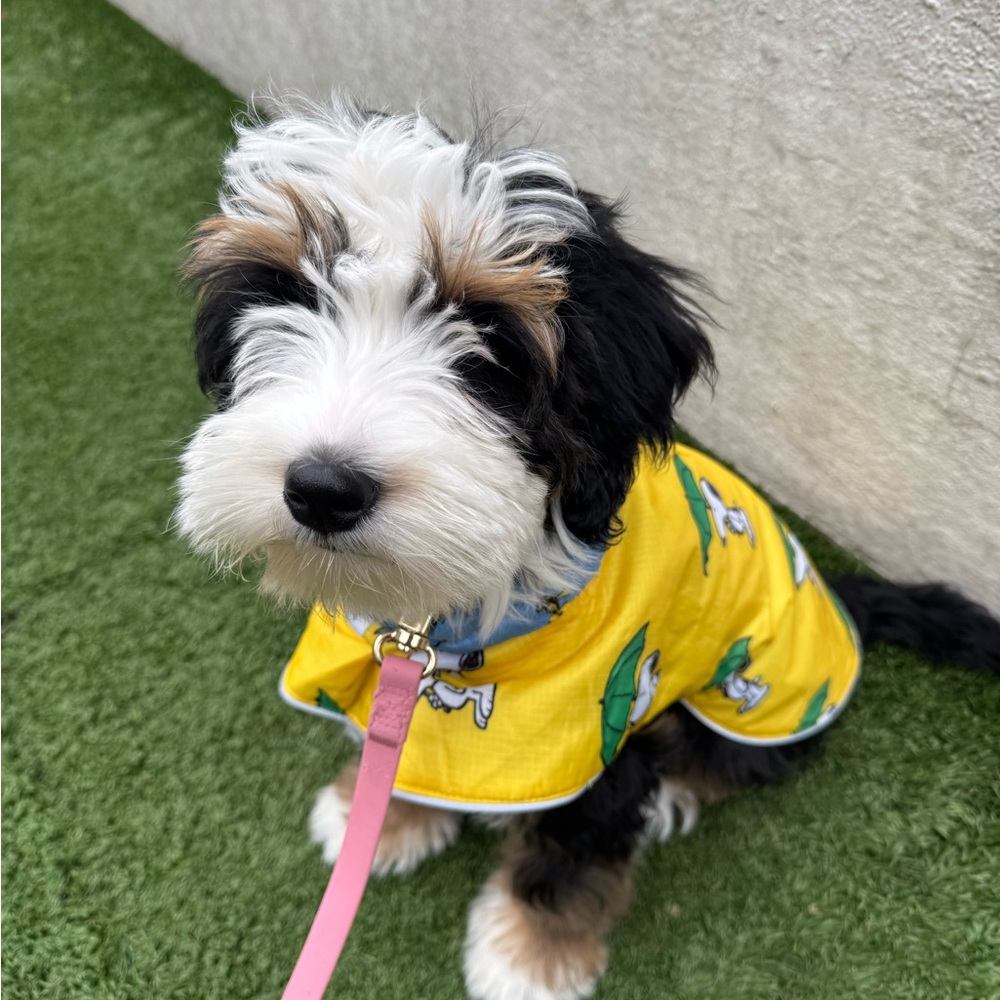 Little Beasts snoopy/ Woodstock double sided raincoat: